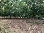 Mango garden for Lease