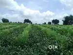 Bagaiti sheti  + veer + pipeline vikne ahe 17 lakh acre