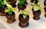Planters n plants