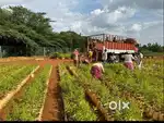 Looking for Managed FarmLand with high returns