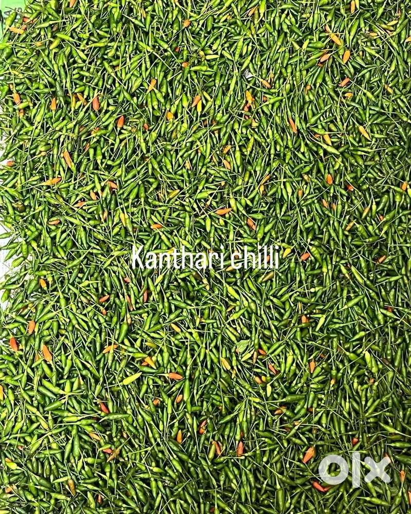 Nedded teli calling marketing in export company