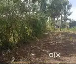 orchad plot for sale in shiroda