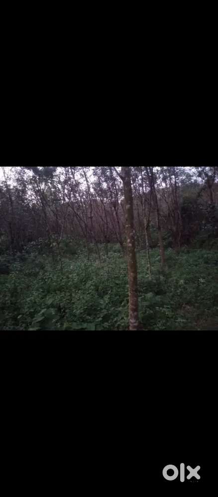 റബ്ബർ പുരയിടം വില്പനക്ക്