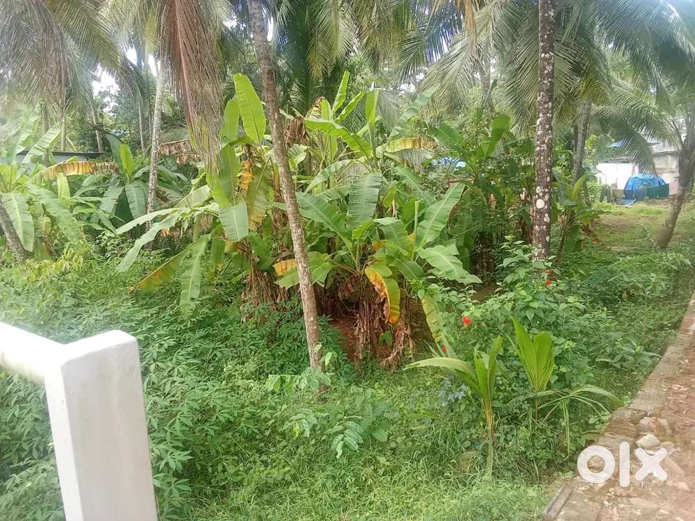 5 cent plot in Kadalundi