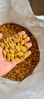 CALIFORNIA BADAM AVAILABLE.