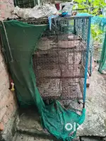 2 pinjra he