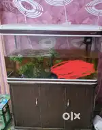 Imported Fish Tank(TAIYO)