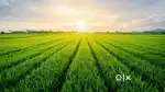 Want to buy an agricultural land in very low cost