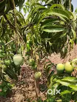 Agriculture land
