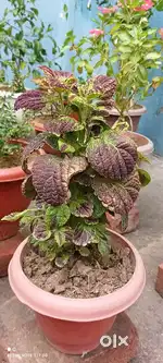 Pandey ji nursery
