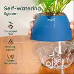 Jade plant in a 4-inch oval self-watering pot, designed for easy care.