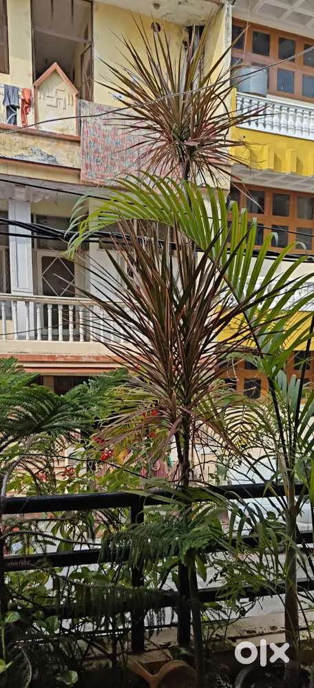 PLANTS FOR SALE