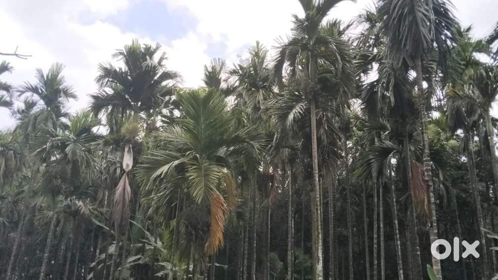 Goliyangadi number 99727 call 65332