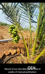 Farm land at 1000 rs per sq yards