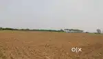 1 bigha land for sale