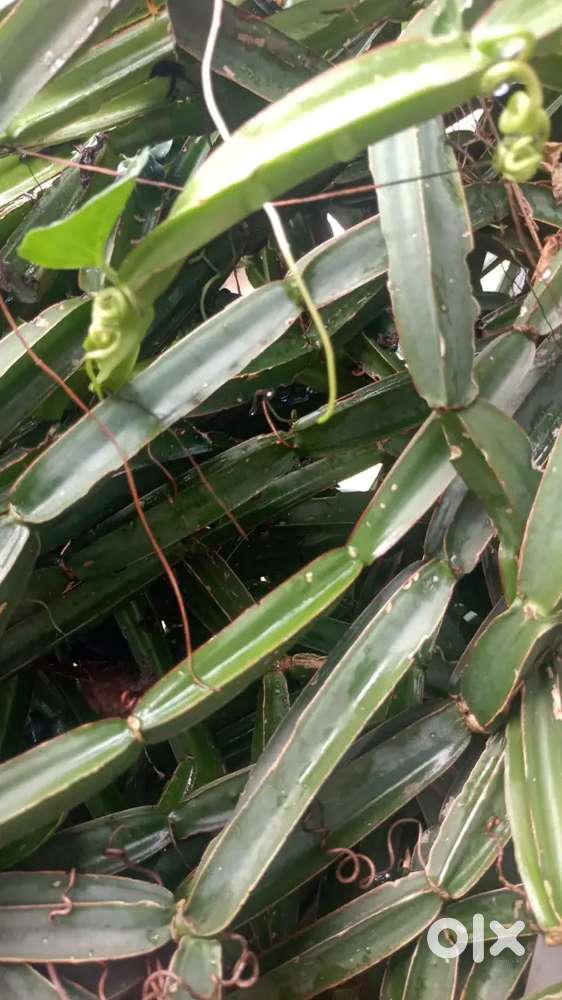 Chengallamparnda(ചങ്ങലംപരണ്ട)