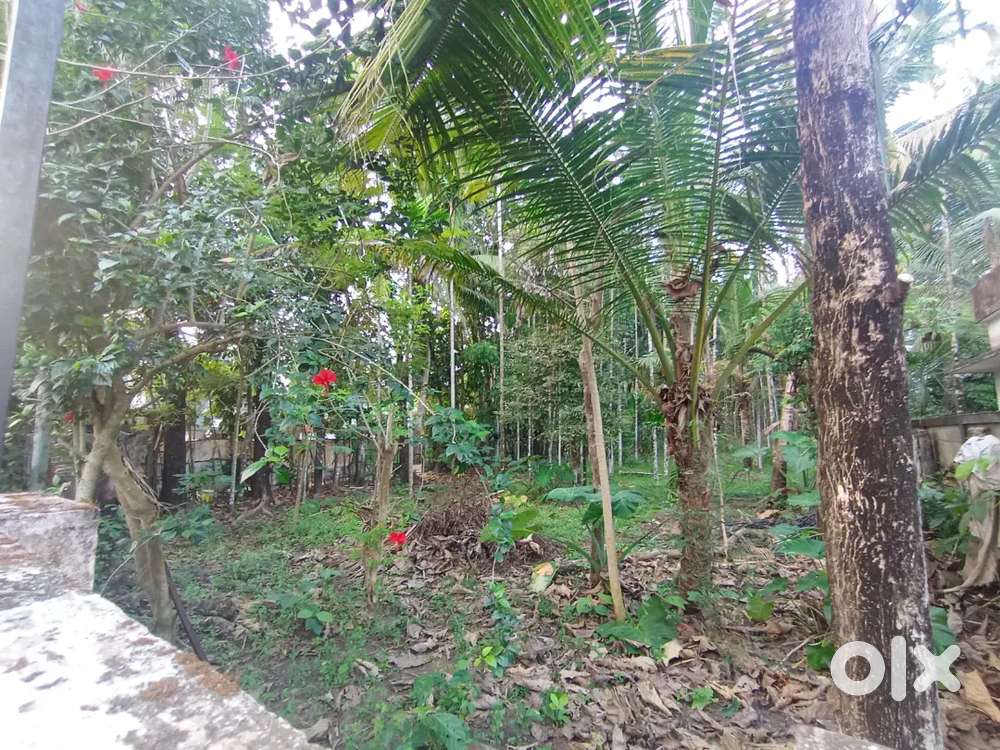 Plot for sale mannam 20 cent N.PARAVUR