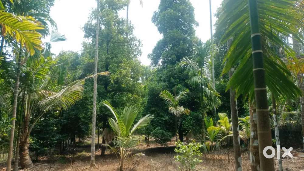 Angamaly Pulyanam 4 km Bus route 150 metres 5,6,8,10 CENT PLOT