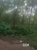 10 cent lori plot