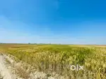 Agriculture land