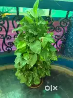 Money plant 3 different types