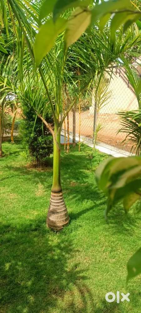 New Guest house For sale