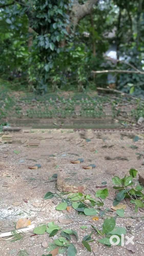 Highway Front 7 cent land for sale at edappal
