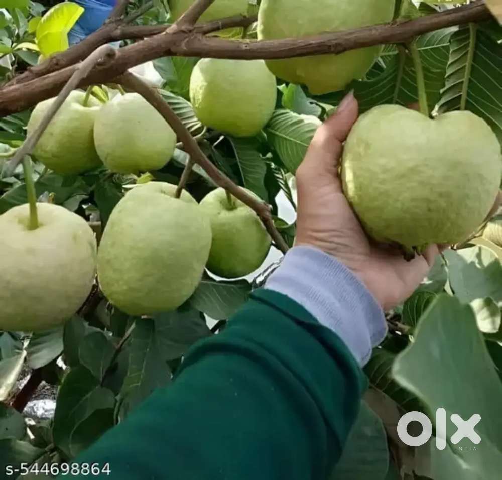 लाखों का फायदा,,FARMHOUSE भी,,मुनाफा भी,GUHAVA FARMHOUSE