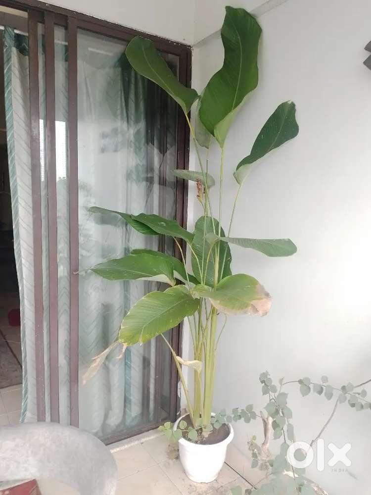 Indoor plant 8 feet tall