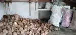 Coconut shell