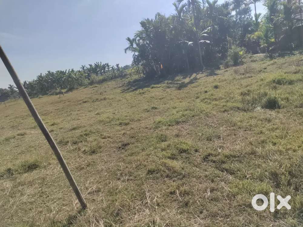 50 lusa  adha bigga miadi patta