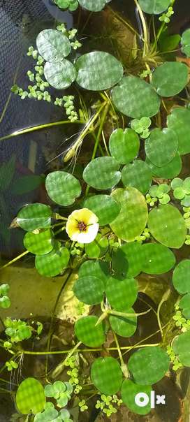 Floating plants (Pond & aquarium plants)