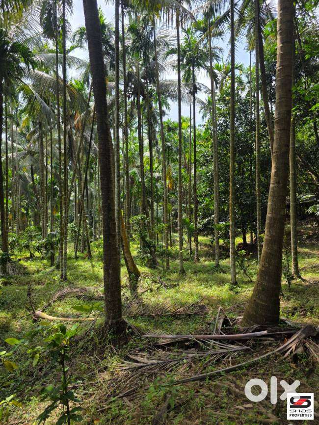 Farmland for sale in Malampuzha, Palakkad