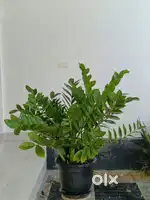 ZZ PLANT (Zamioculcas zamiifolia)