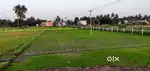 Aditi Organic Dairy Farm