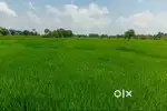 8 acres of agriculture land (2 crops) for sale in Garapadu
