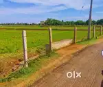 Tar road red soil 3 acre sengipatti cocunut agri land free current