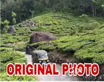 MUNNAR   തേയില തോട്ടത്തിന് നടുവിൽ 2/7 ACRE 30 000 SQFT RESORT PERMIT