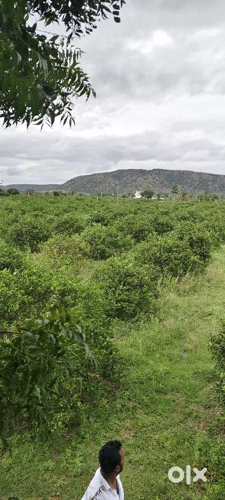 Agriculture land for sale
