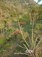 Land for house or villa