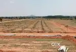FARMPLOTS PER YARD RS.5,000/- WITH PLANTS AT PATLOOR NEAR SADASIVPET