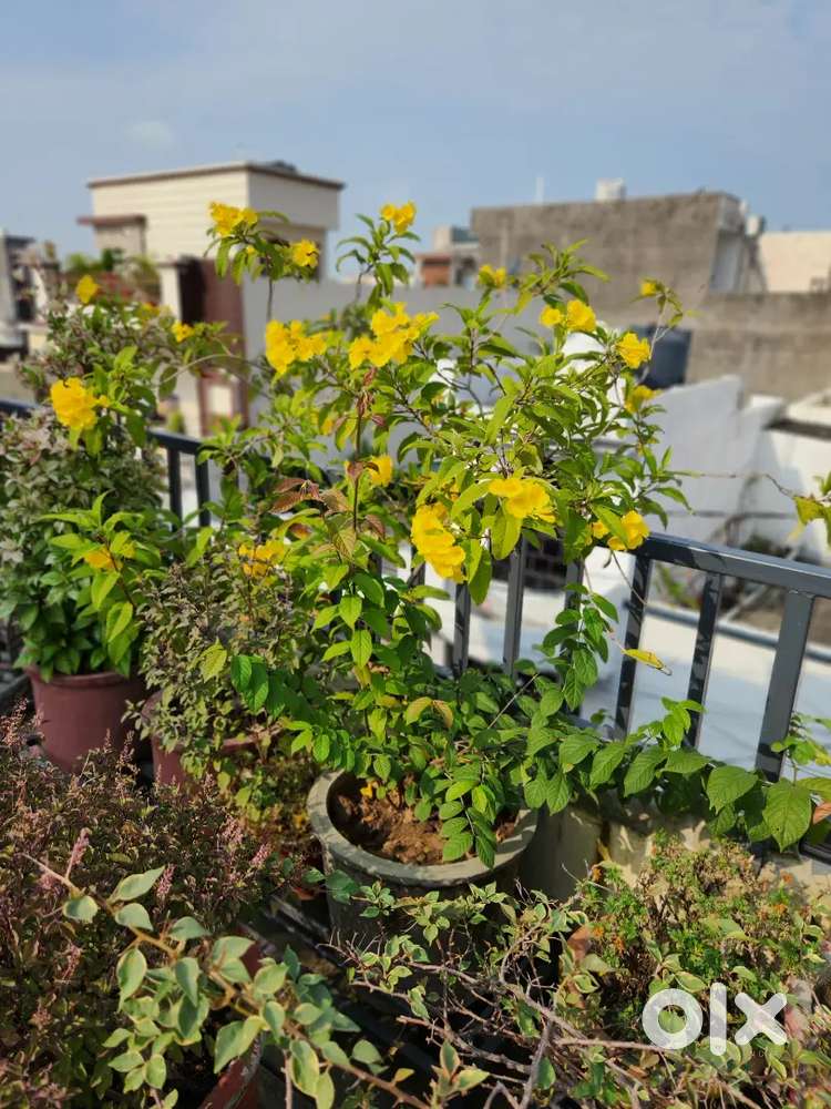 Plants are on sale