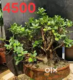 Bonsai, lotus, cactus, bougainvillea plant