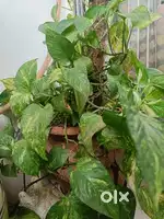 Plants for sale