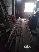 Balli bamboos