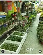 नर्सरी की जानकारी