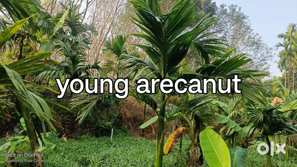 1to6acres wonderful healthy areca estate nearUdupi close toAjekar Town