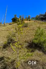 ️ Prime Plot for Sale near Fairlawn, Shimla – Nature Meets Opportunity