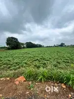 Check out this plot in badora, betul highway