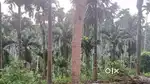 Total 3.91 acre. Including agricultural land and plot area and house